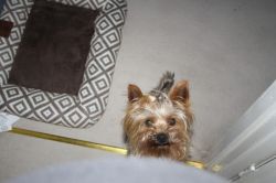 Tea Cup Male Yorkshire Terrier