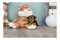 Yorkshire Terrier teacup and toy puppies available today