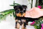 Male and Female T-Cup Yorkie Puppies
