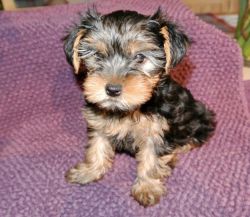 Beautiful Miniature Yorkshire Terrier Puppies