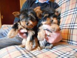 Yorkshire Terrier Puppies (2 Boys 3 Left)