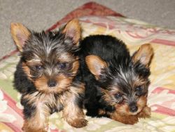 Cute Yorkshire Terrier Puppies.