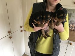 Yorkshire Terrier Puppies (2 Boys 3 Left)