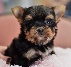 Pedigree Miniature Yorkshire Terrier Puppies