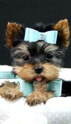 Beautiful Miniture Yorkshire Terrier Puppy