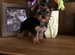 Yorkshire Terrier Puppies Ready Now