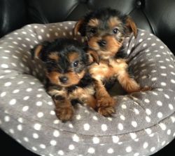 Cute and Lovely Teacup Yorkie puppies for sale