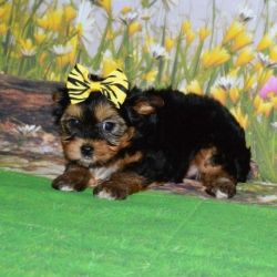 One Beautiful Yorkshire Terrier Puppies Available