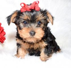 Beautiful Yorkshire Terriers For Sale!