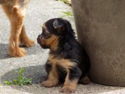 Mini Yorkshire Terrier Puppies For Sale
