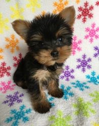 Tiny Teacup and Toy size Yorkie Puppies