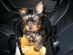 MALE & FEMALE YORKIE PUPPIES AVAILABLE