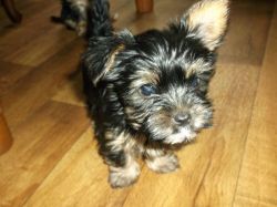Yorkshire Terrier Puppys For Sale