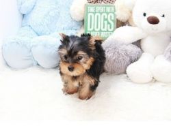 Adorable AKC Toy Yorkie puppies