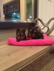 Cute Yorkie pups for sale