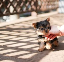 Healthy Tiny Teacup Yorkie puppies For Sale
