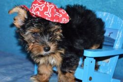 Yorkshire Terrier Puppies for Sale