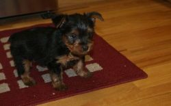 AKC Toy Yorkie puppies For Sale