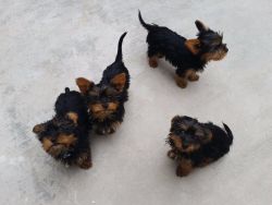 (Judy )Yorkshire Terrier Puppies for Sale