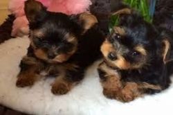 Beautiful pure bread Yorkshire Terrier puppies
