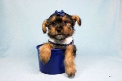 Adorable Yorkie Puppies For Sale In LA