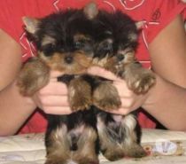 orkie puppies! tcup yorkshire terrier