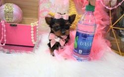 Healthy AKC Toy Yorkie puppies For Sale