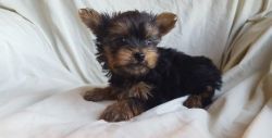 Gorgeous Teacup Yorkie puppies For Sale