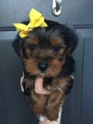 Playful Yorkshire terrier puppies