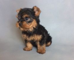 Healthy Yorkshire Terrier puppies For Sale