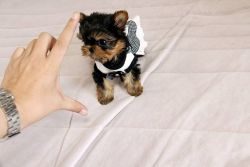 Amazing top quality timy micro teacup yorkie GIRL available