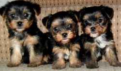 Yorkshire Pups For Re-Homing