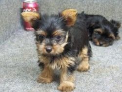 Charming Male and Female Yorkie Puppies For Adoption