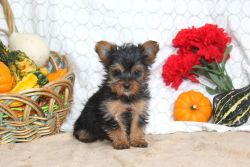 Buddy is a bouncy Yorkshire Terrier puppy with a lovable spirit