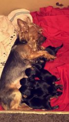 Purebred Yorkie Puppies for Sale