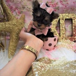 Cute Teacup Yorkie puppies For Sale