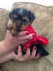 Adult Yorkie female. and AKC Poodle pup