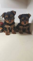 ADORABLE YORKSHIRE TERRIER PUPPIES AVAILABLE For NEW HOME