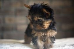 Very Tiny Teacup Yorkie Puppies Now Available textxxx) xxx-xxx0