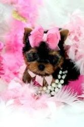 Lovely and Jovial Teacup Yorkie Puppies for Adoption text