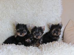 Yorkshire Terrier Puppies Available