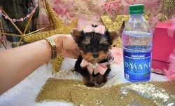 Well Trained Yorkshire Terrier Puppies