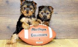 Full blooded Yorkshire Terrier puppies