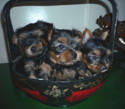 Well Socialized Yorkshire Terrier Puppies