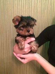 Malvelous yorkie puppies ready for new home