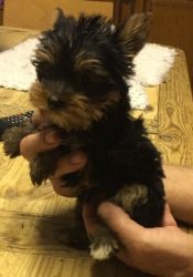 Very Tiny Female Puppy