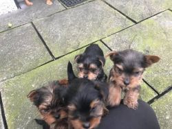 Yorkshire terrier Puppies