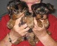 I have Lovely Tea Cup Yorkie Babies Ready For their new homes for free