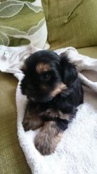 Adorable Shorkie For Sale