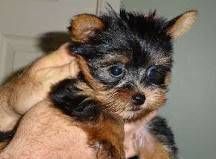 Two yorkie puppies Males and Females 11 weeks old